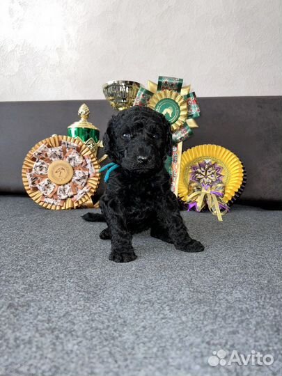 Большой (королевский) пудель мальчик