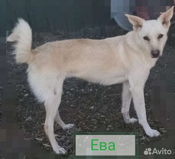 Собака для квартиры или дома Ева в добрые руки