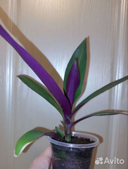 Комнатные растения