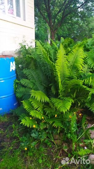 Многолетники:цветы,кусты,деревья