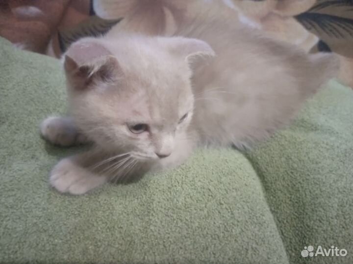 Вислоухие котята