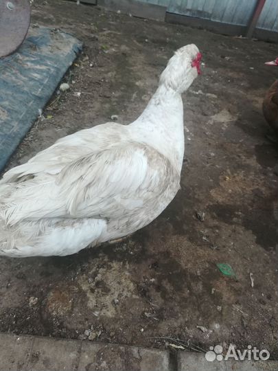 Мускусные утки