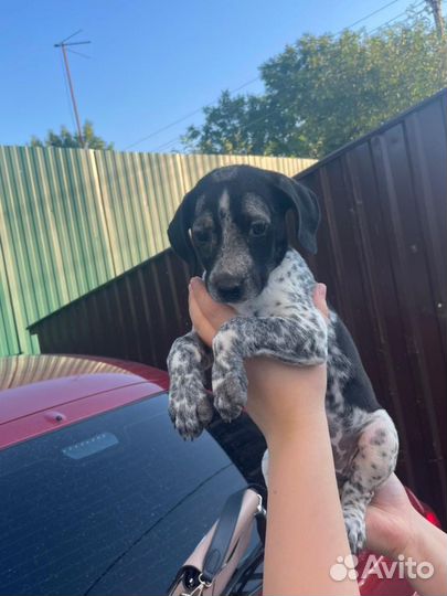 В добрые руки