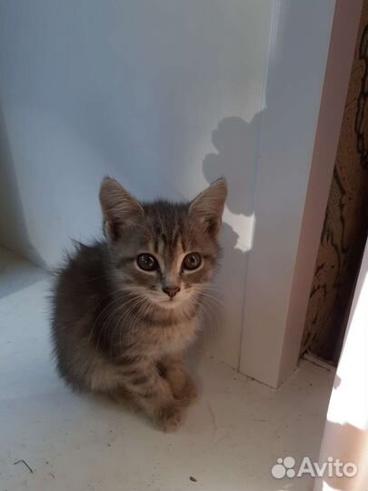 Котята ищут добрых хозяев.Два котика,две кошечки