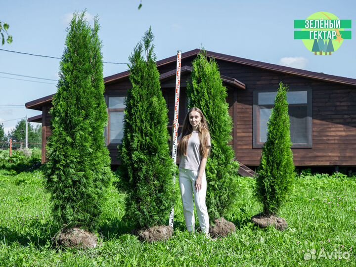 Туя колумна 120 см свежая копка 2023