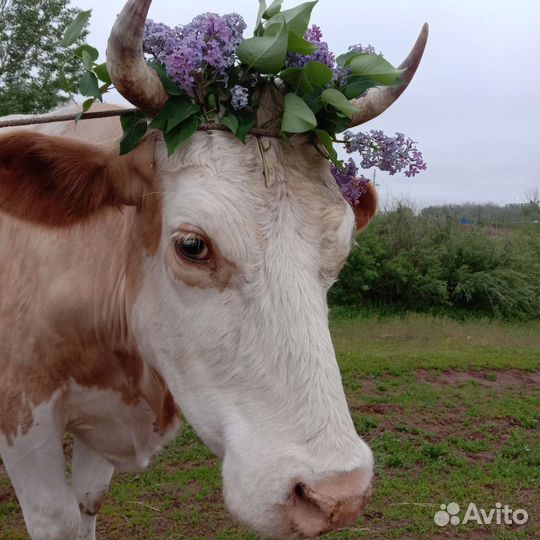 Корова стельная дойная