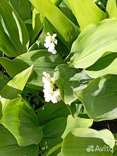 Примула садовая, первоцвет. Хоста