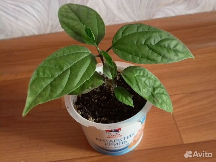 Клеродендрум