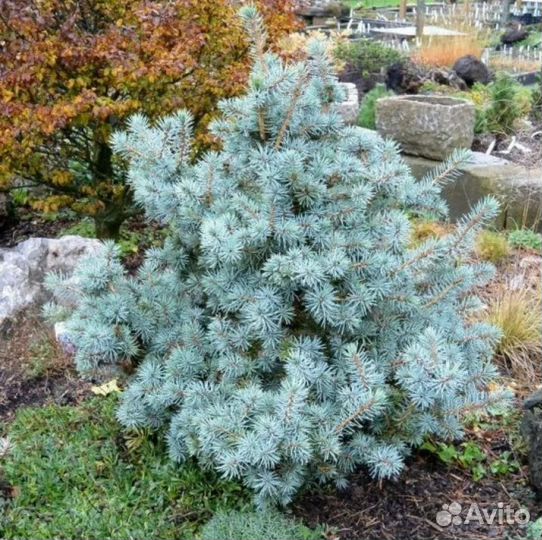 Ель Мекки (Mecky)