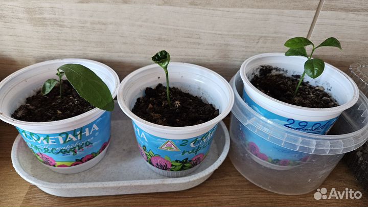 Лимон январь 2024г