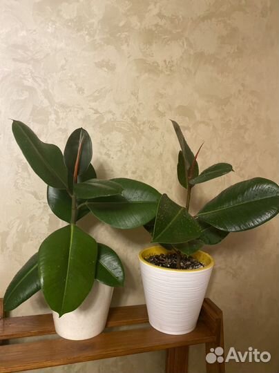 Фикус каучуконосный