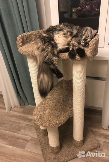 Когтеточка, столбик, домики, лежанка,котенка,кошка