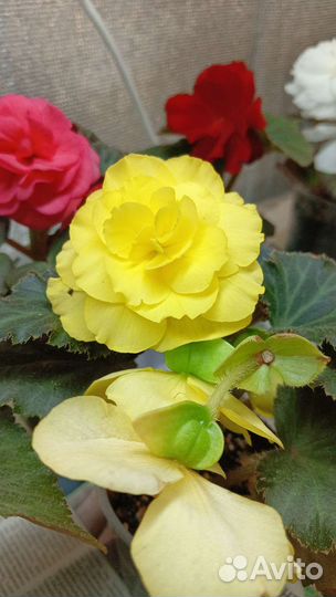 Бегония Ное стоп