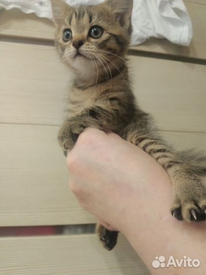 Кошка в дар бесплатно