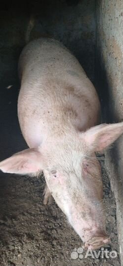 Свиноматка