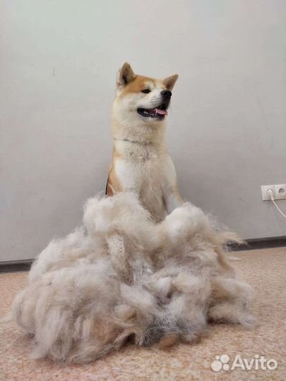 Груминг. Стрижка собак и кошек