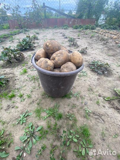 Продам картофель
