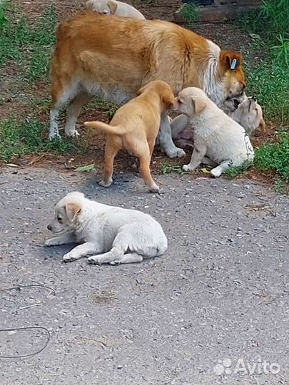 Щеночки бесплатно в добрые руки