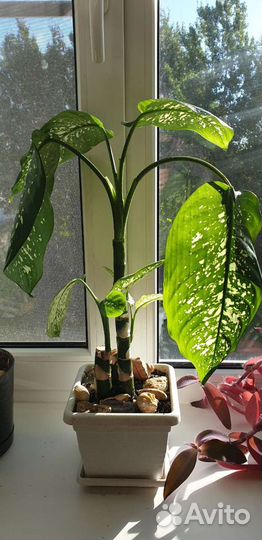 Диффенбахия