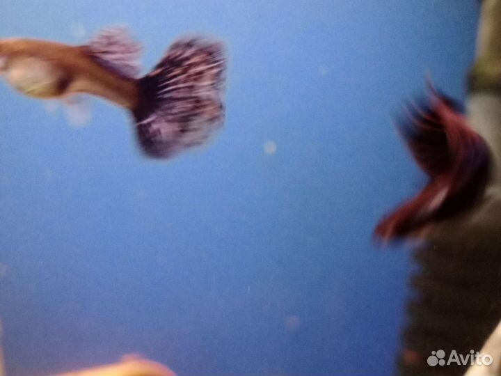 Аквариумные рыбки,растения,корма в Йошкар-Оле