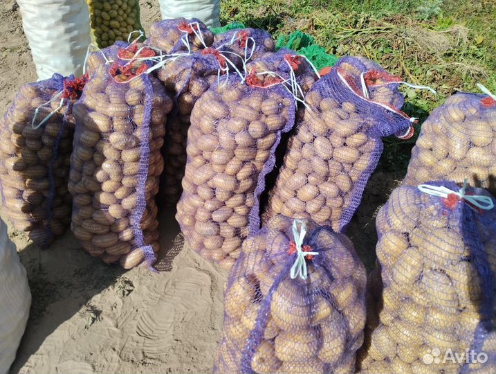 Овощи для зимнего хранения