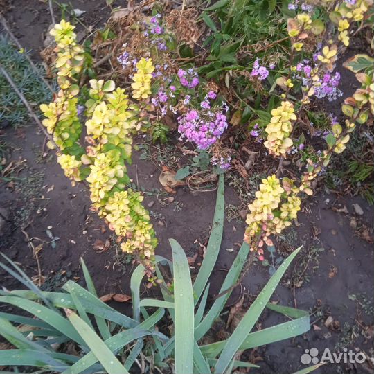 Барбарис