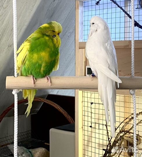 Попугаи ввп чехи