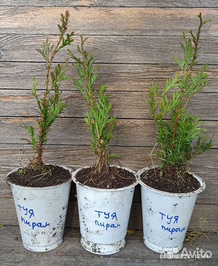 Саженцы хвойных деревьев (туя, кедр, сосна, пихта)
