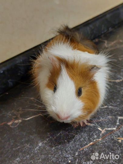 Морские свинки