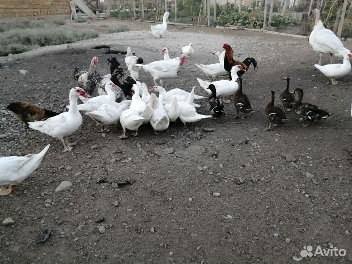 Индоутки самцы и самки молодые