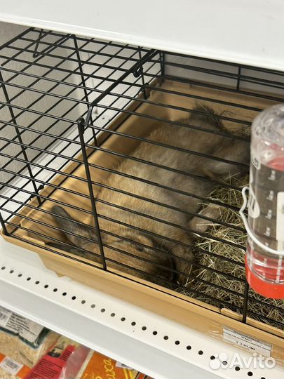 Декоративный кролик