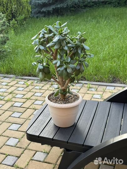 Денежное дерево толстянка крассула