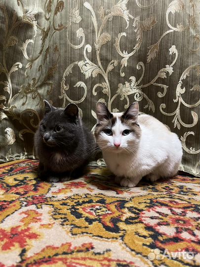 Отдадим кошечку в добрые руки