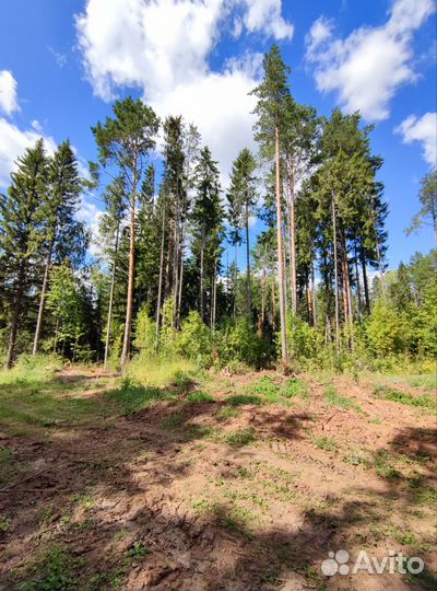 Дрова 5.5 куба