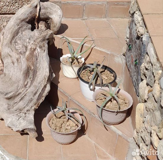 Оранжерея алоэ древовидного