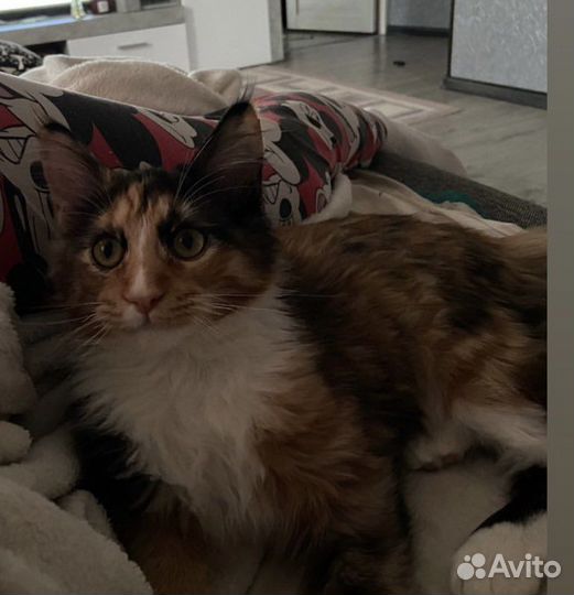 Котята мейн-кун