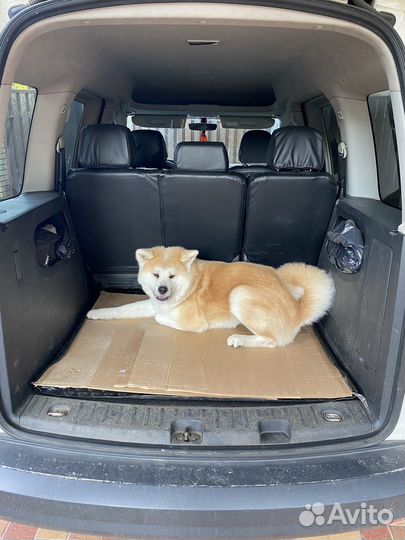 Перевозка домашних животных, ZOO Такси Ярик