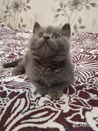 Британские котята