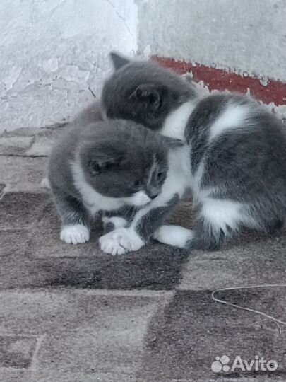 Продам котят