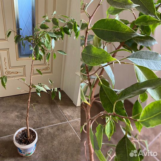 Герань,ледебурия,гибискус,фикус Бенджамина