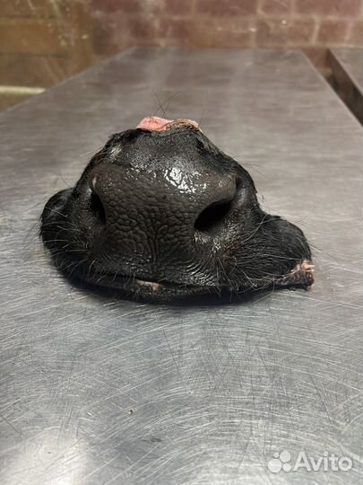 Корм для животных