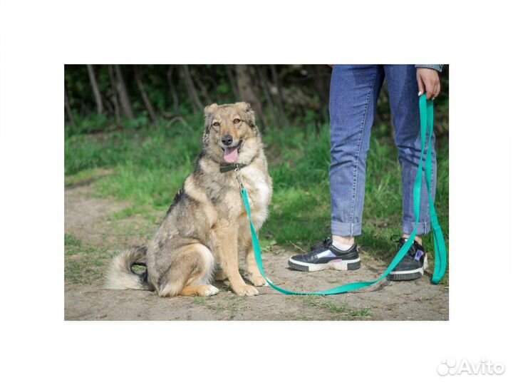 Небольшая собака-улыбака Зея