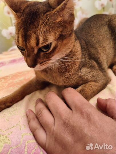 Отдам бесплатно кошку
