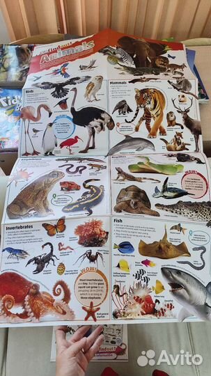 Постеры на английском DKfindout