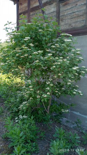 Дом 60 м² на участке 4 сот.