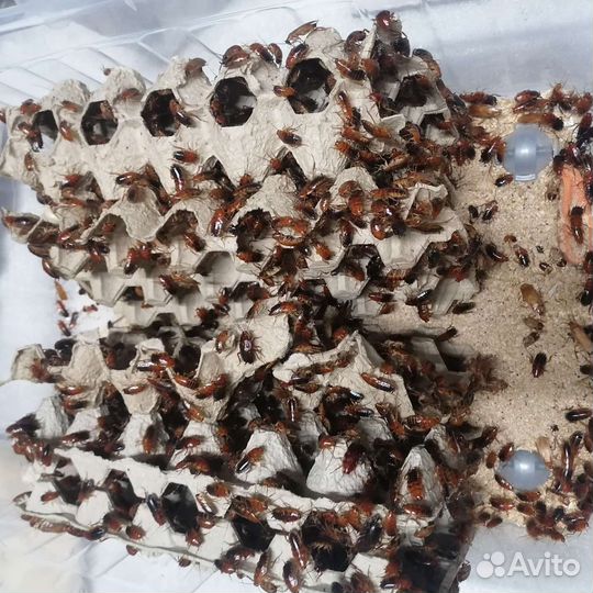 Туркменские тараканы