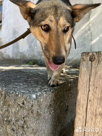 Очень ласковая собака