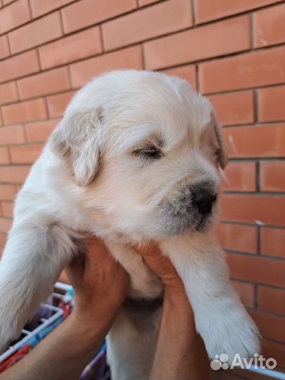 Золотистый ретривер