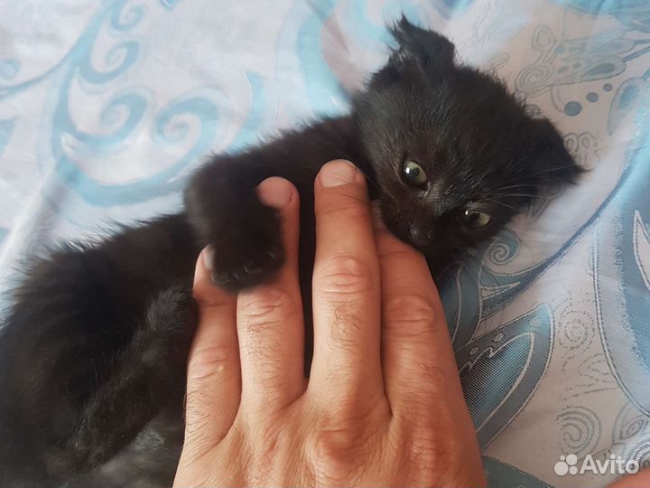 Котенок вислоухий