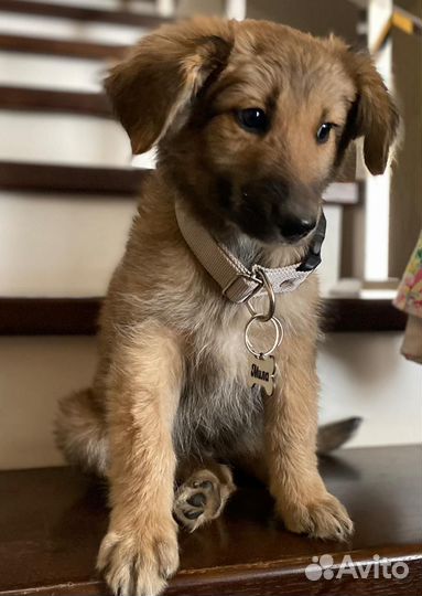 Щенки мальчики и девочки в добрые руки